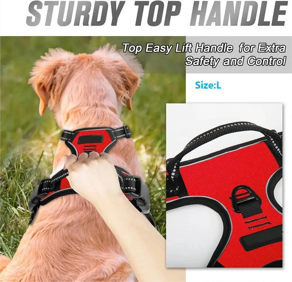 Rugged Dog Gear Complete Set