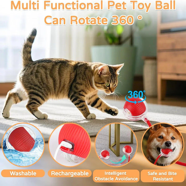 Rogue Tail Chase Play Ball